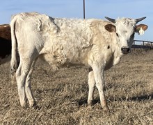 014/5 BH HIGHLIGHT X TUFF