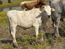 014/5 BH HIGHLIGHT X TUFF