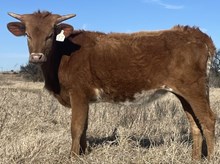 017/5 IRON BOX 40/4 X TUFF