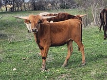 2021 REDMAC HEIFER CALF