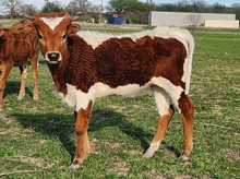 2022 DANCER HEIFER CALF