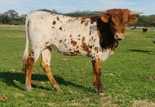 2022 REBEL WHIZZY HEIFER