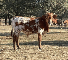 2022 BLONDIE STEER