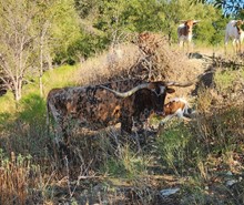 2023 FROSTED CHEX BULL CALF