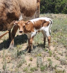 2023 APOLLO SPECIAL HEIFER