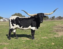 MW CATAWISSA CONSUELA