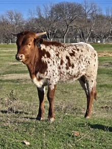 2024 Rebel x Ginger Heifer 608H