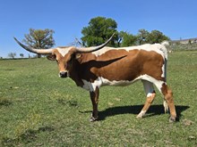 2022 DANCER HEIFER CALF