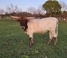 2023 REBEL WHIZZY HEIFER CALF