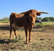 2024 ECLIPSE HEIFER