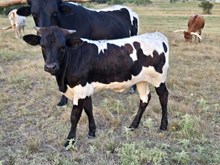 2025 Consuela Tuff Trash Heifer