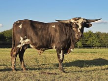 JUMBO OF HM 43