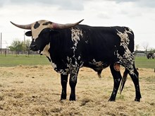 CHANCE IN VEGAS OF HM 45