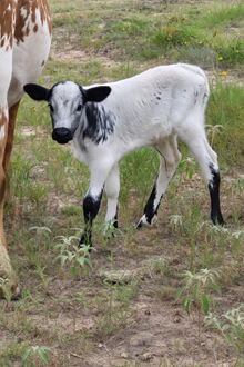 2025 ROYAL FLUSH BULL CALF