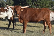 RJF PHENOMENAL ROSE  336