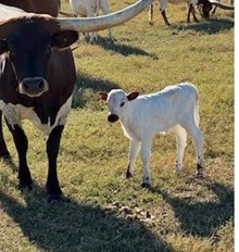 RJF STRAWBERRY SHORTCAKE X REBEL HR TAG 542