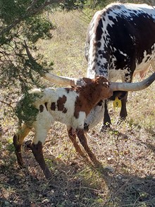 2021 LEONA BULL CALF