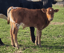 2023 BLOSSUM BULL CALF