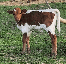 2023 SITTIN MAIDEN BULL CALF