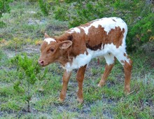 2021 RJF SITTIN MAIDEN BULL CALF