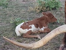 2021 CR JUST FROSTED CHEX HEIFER CALF