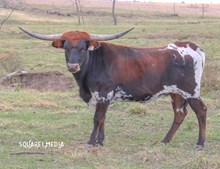  23LF REBEL'S RAIN DANCER