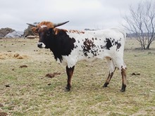 G1F FLASHY ALAMO