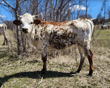 2021 SPICE CENTA 111 HEIFER CALF