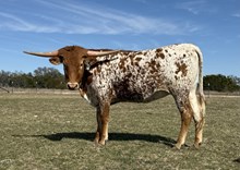 #96 BUX REBEL X 20G SPECIAL