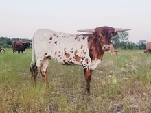 G1F IRON RIZZY