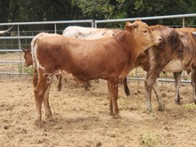 2023 BLOSSUM BULL CALF