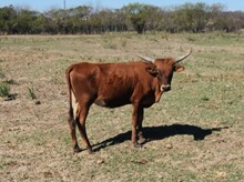 2022 BL RIO REDMAC HEIFER CALF