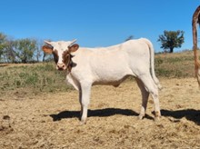 2023 TUFF MARVEL HEIFER CALF