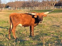 2022 BL RIO REDMAC HEIFER CALF