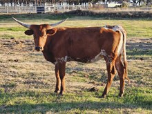 2023 TIARA HEIFER CALF