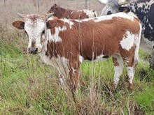 LEONA HEIFER CALF