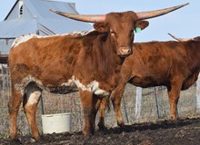 JBR/SL REBEL VIDALIA 406