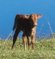 2023 PHOENIX HEIFER CALF