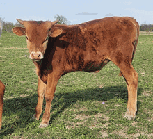 2022 CINDER ELLA BULL CALF