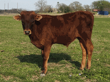 2022 BL RIO LEONA MOON BULL CALF