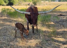 2023 TIARA HEIFER CALF