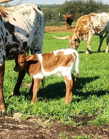 2024 RIZZY BULL CALF