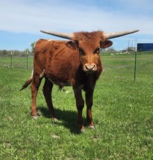 2022 TIARA STEER