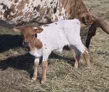 2024 REXY BULL CALF