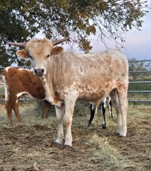 2024 BLONDIE BULL CALF