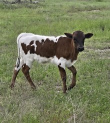 2025 Consuela Tuff Trash Heifer
