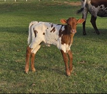 2025 Ginger Warlock Heifer