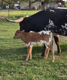 2025 Revo Warlock Bull