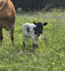 2025 Lil Tari Vegas Heifer