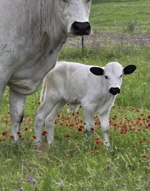 2025 Spunky Vegas Bull